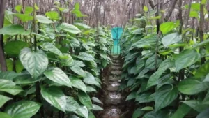 Paan-Ki-Kheti-Ke-Liye-Anudan-Yojana-696x392